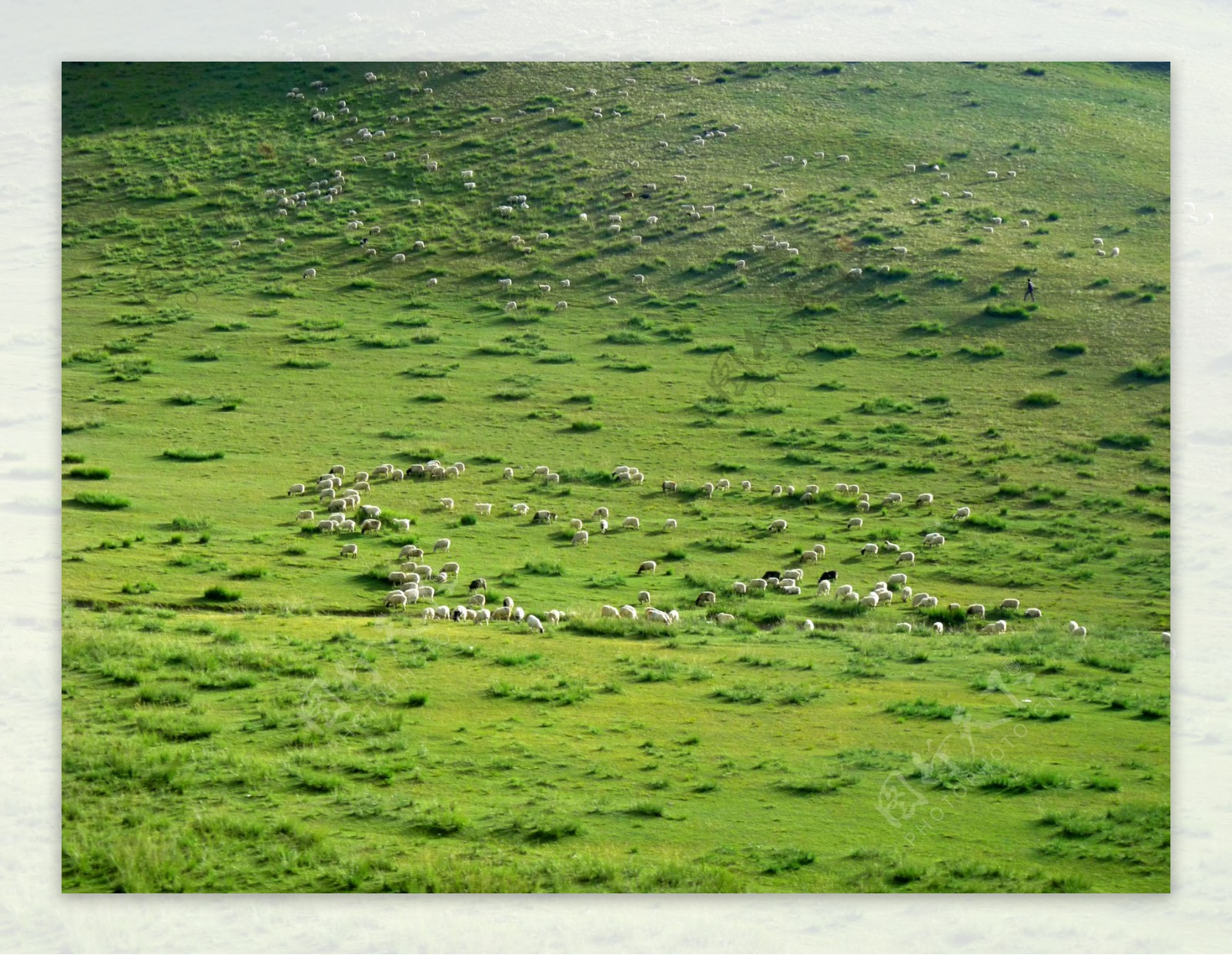 草原上的羊群