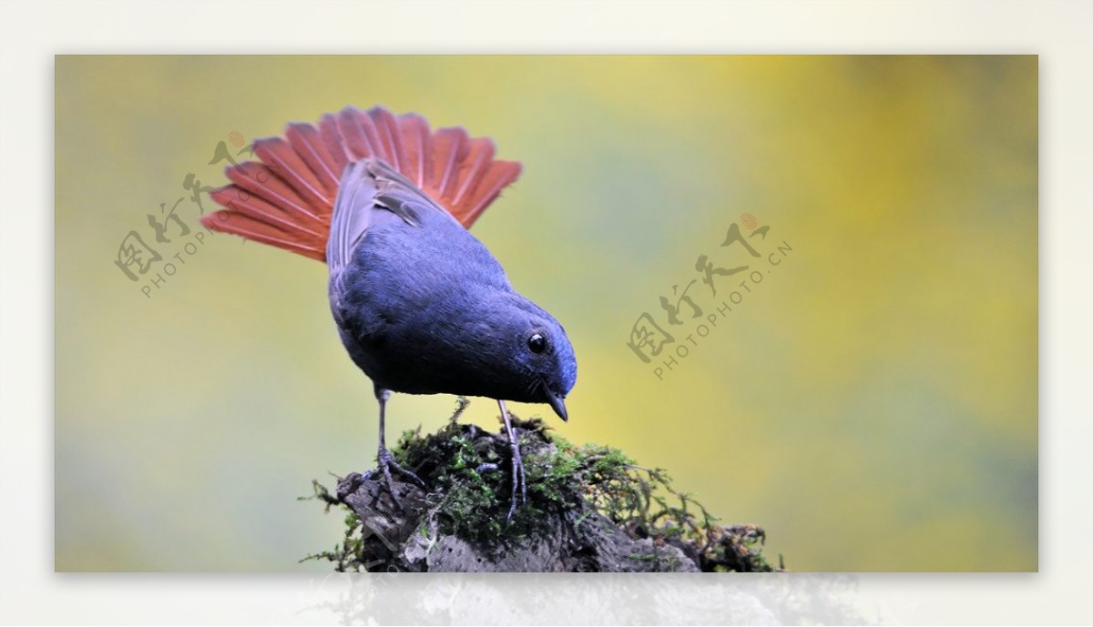 红尾水鸲水鸟飞的鸟鸟类