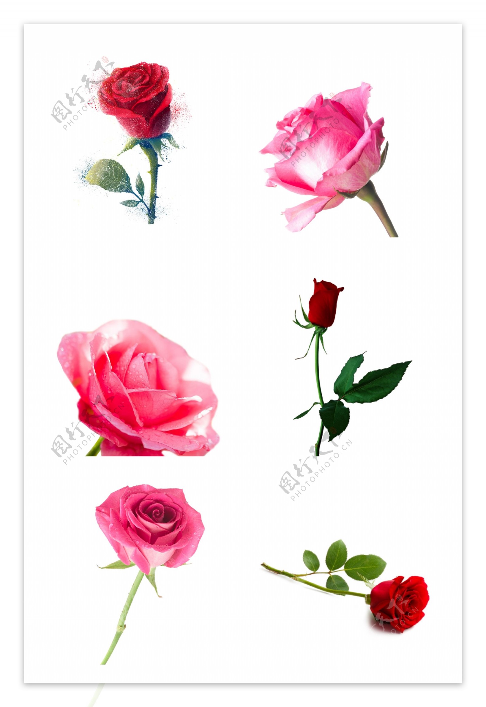 优美红色玫瑰花透明png