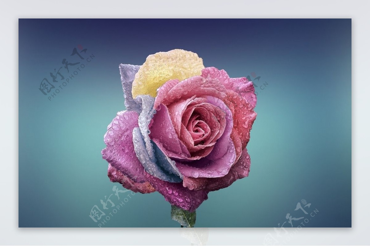 粉色玫瑰花,水滴,高清壁纸高清大图预览1920x1080_花卉壁纸下载_墨鱼部落格
