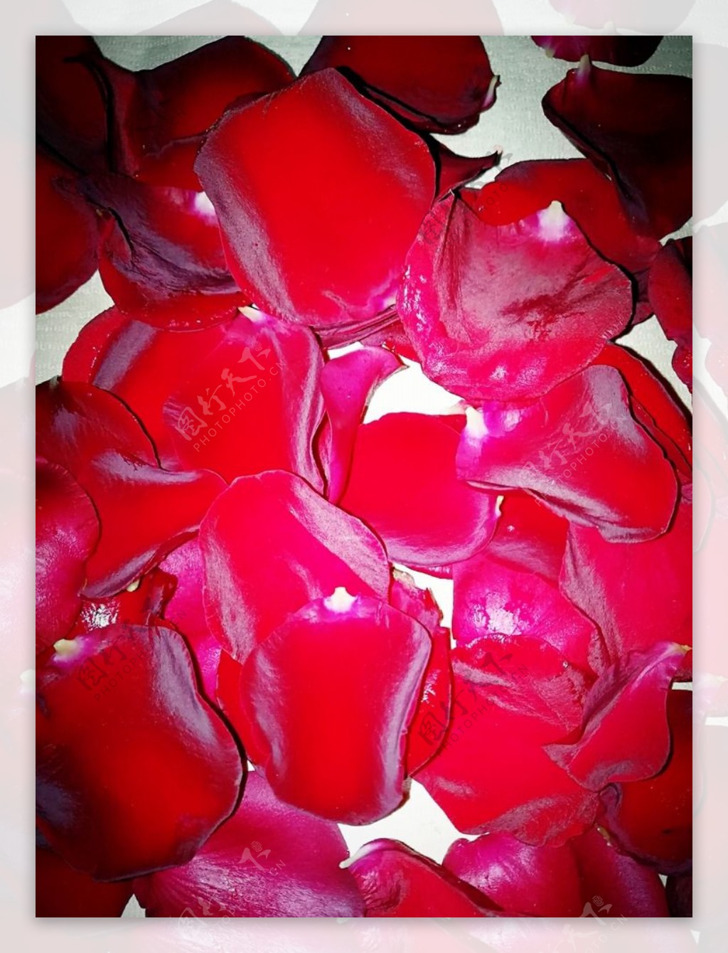 高清晰红色玫瑰花瓣壁纸