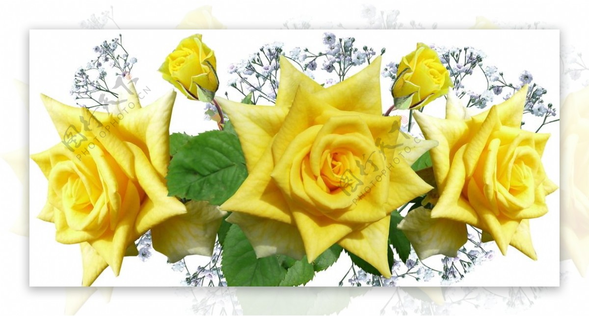 黄色玫瑰花壁纸