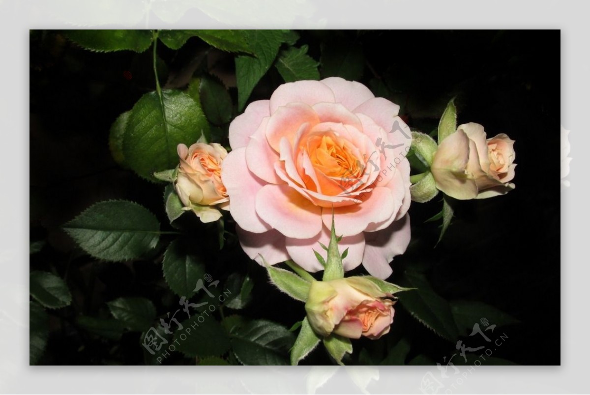 浪漫粉色玫瑰花素材