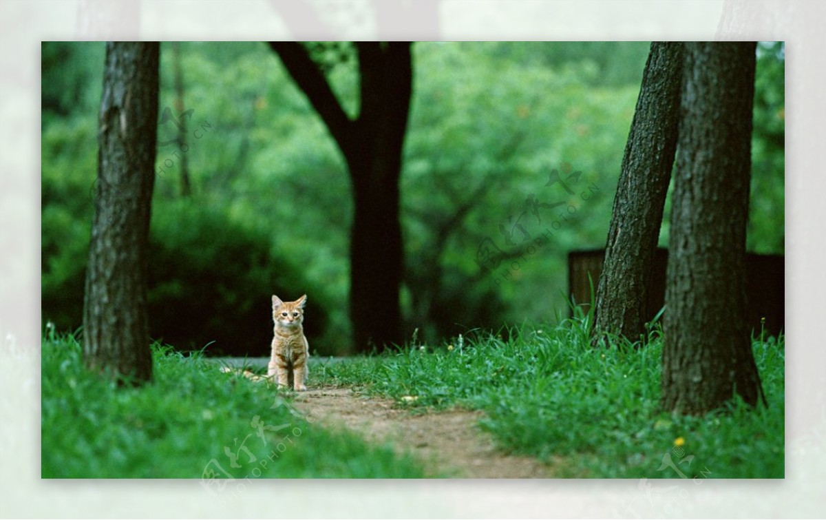 动物素材可爱猫