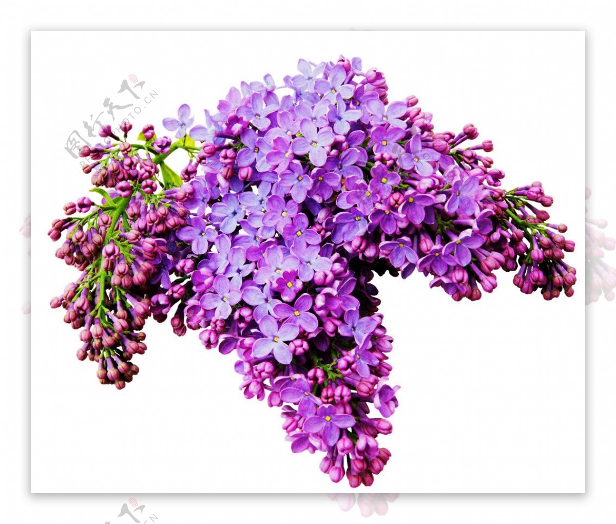 靓丽紫色花朵花束实物元素