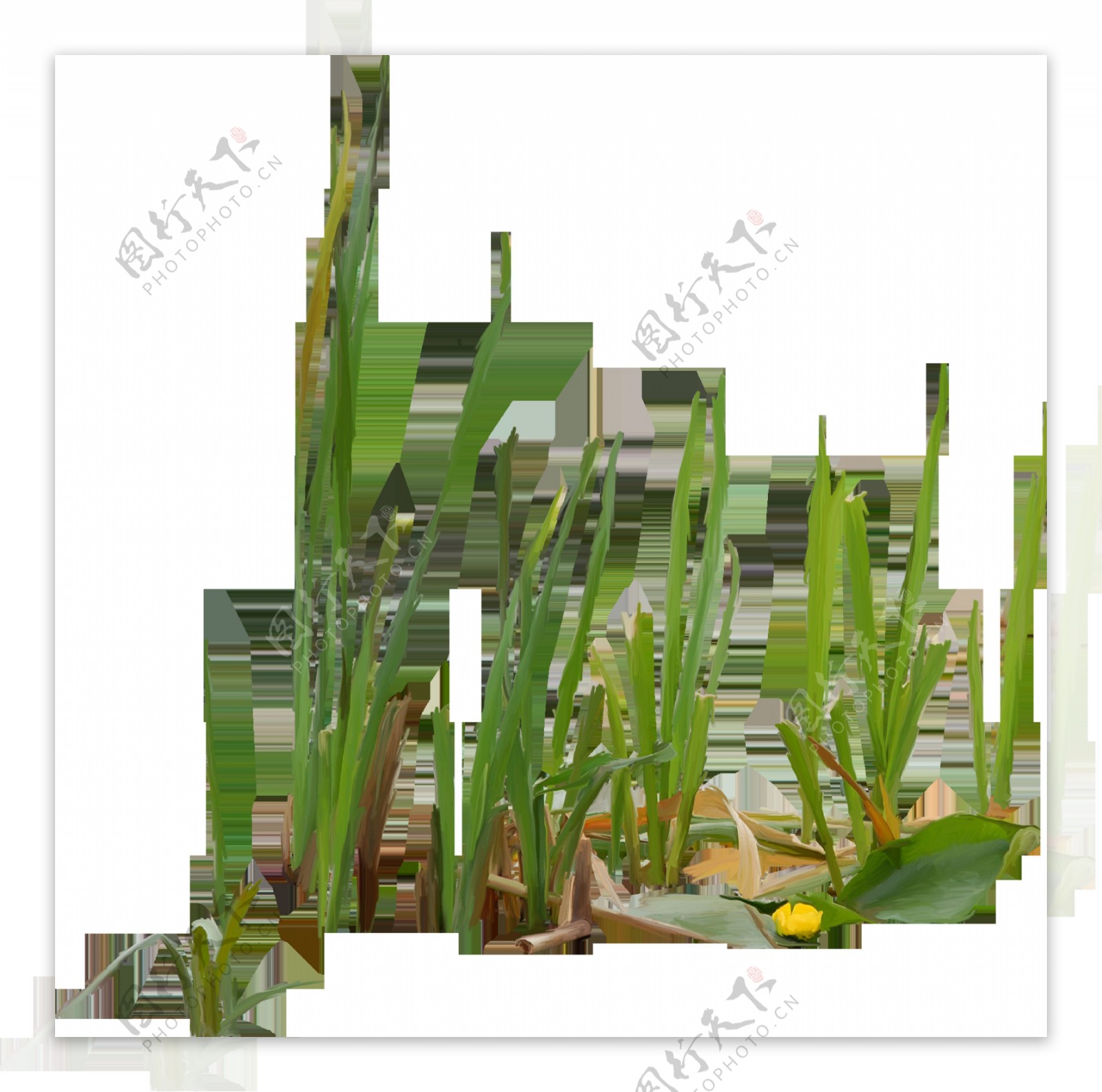 生长中的绿色花草透明素材