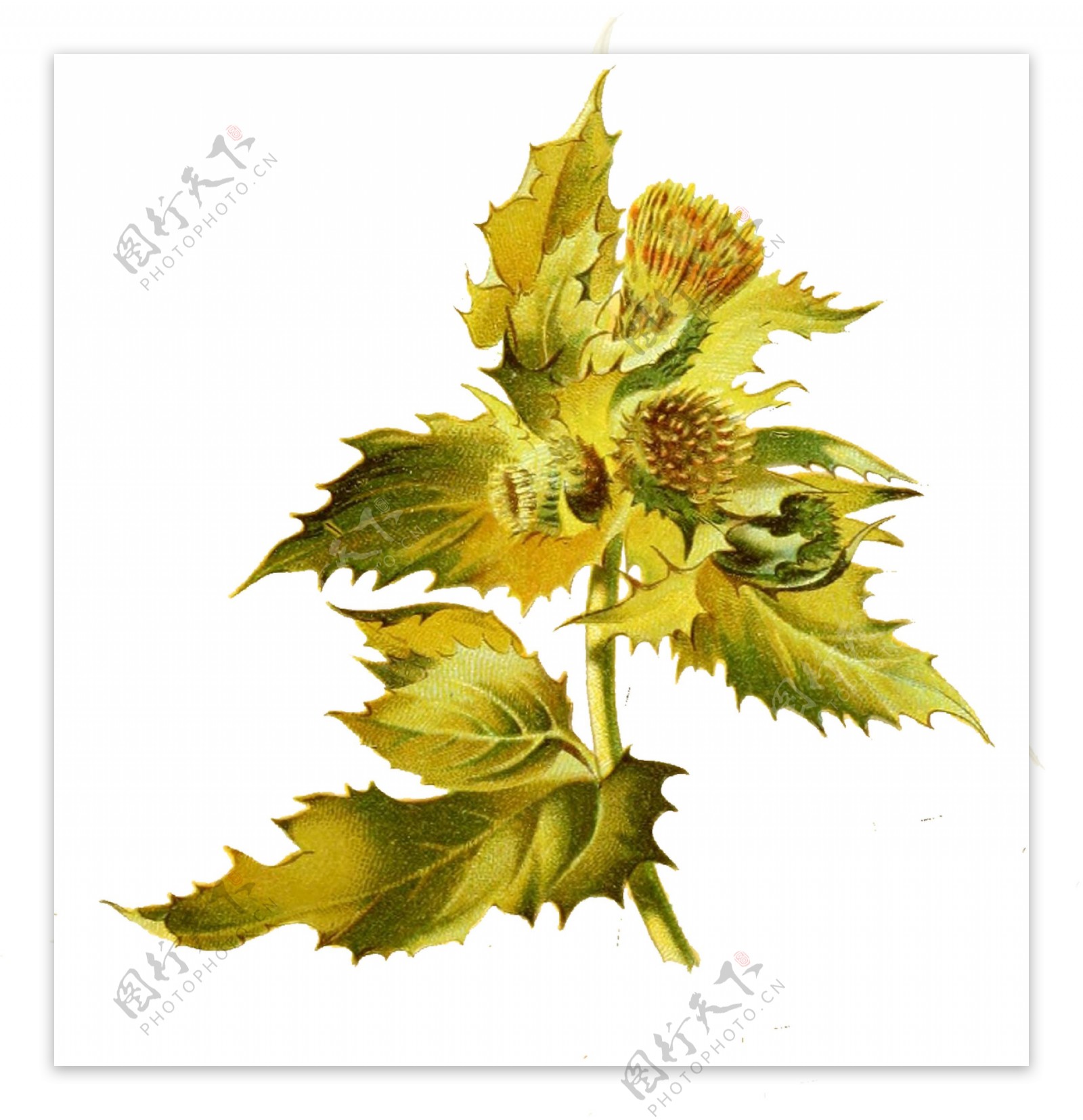 手绘水彩黄色花朵花枝透明装饰素材