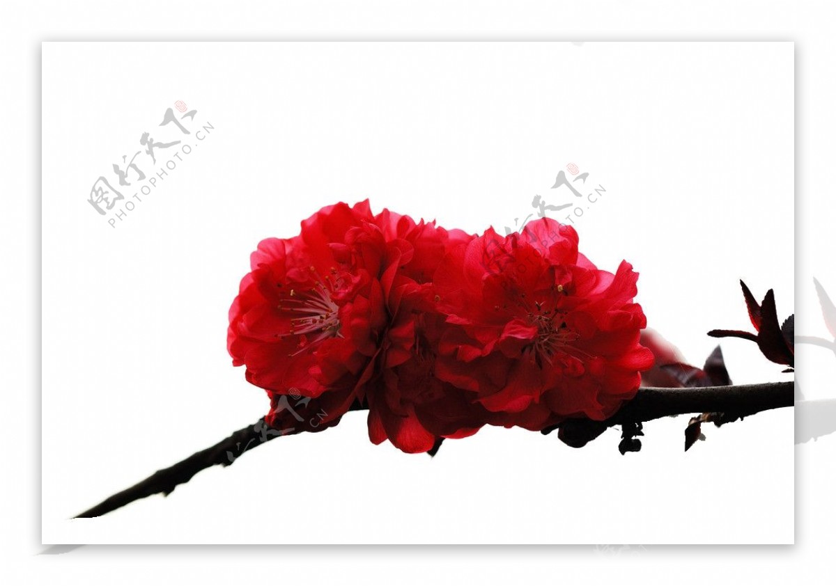 浪漫鲜红色花朵樱花装饰元素