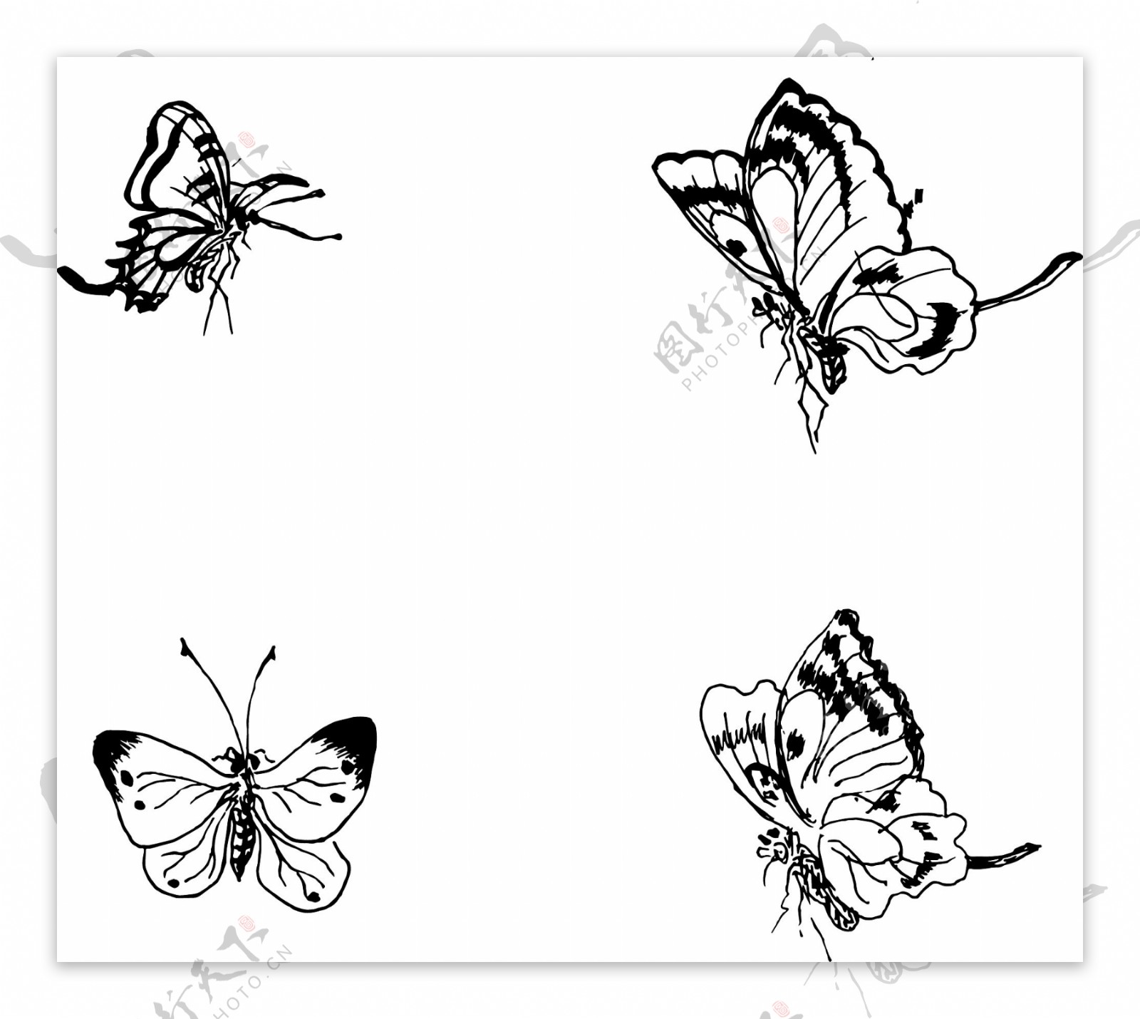 蝴蝶动物装饰图片