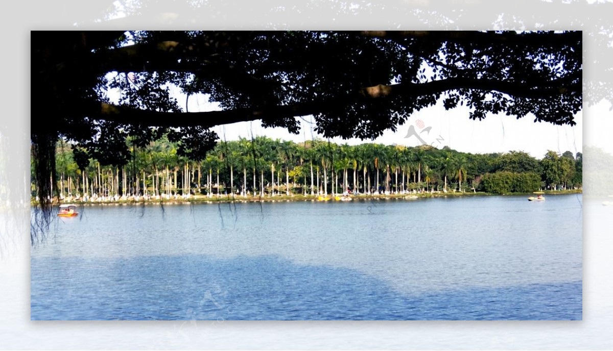 佛山大夫山风景湖水岸边热带树