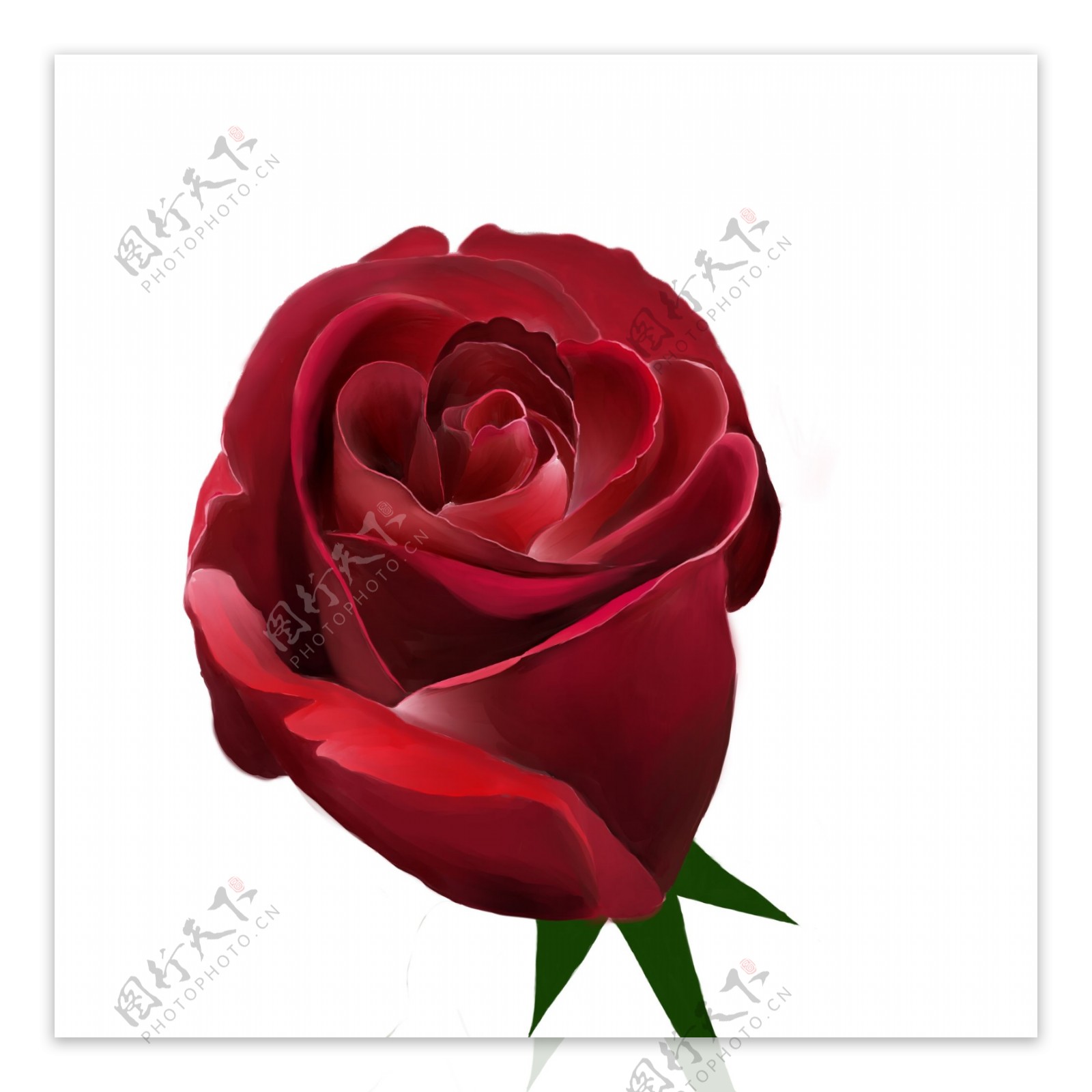 玫瑰花红色玫瑰手绘玫瑰浪漫
