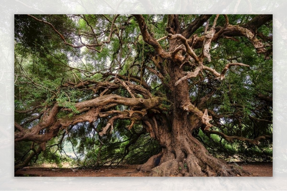高清晰原始森林古树写真壁纸-欧莱凯设计网