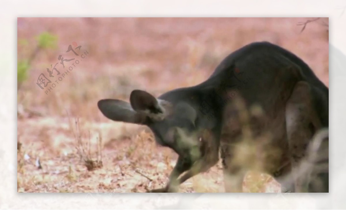 澳大利亚袋鼠热影像炎热夏季