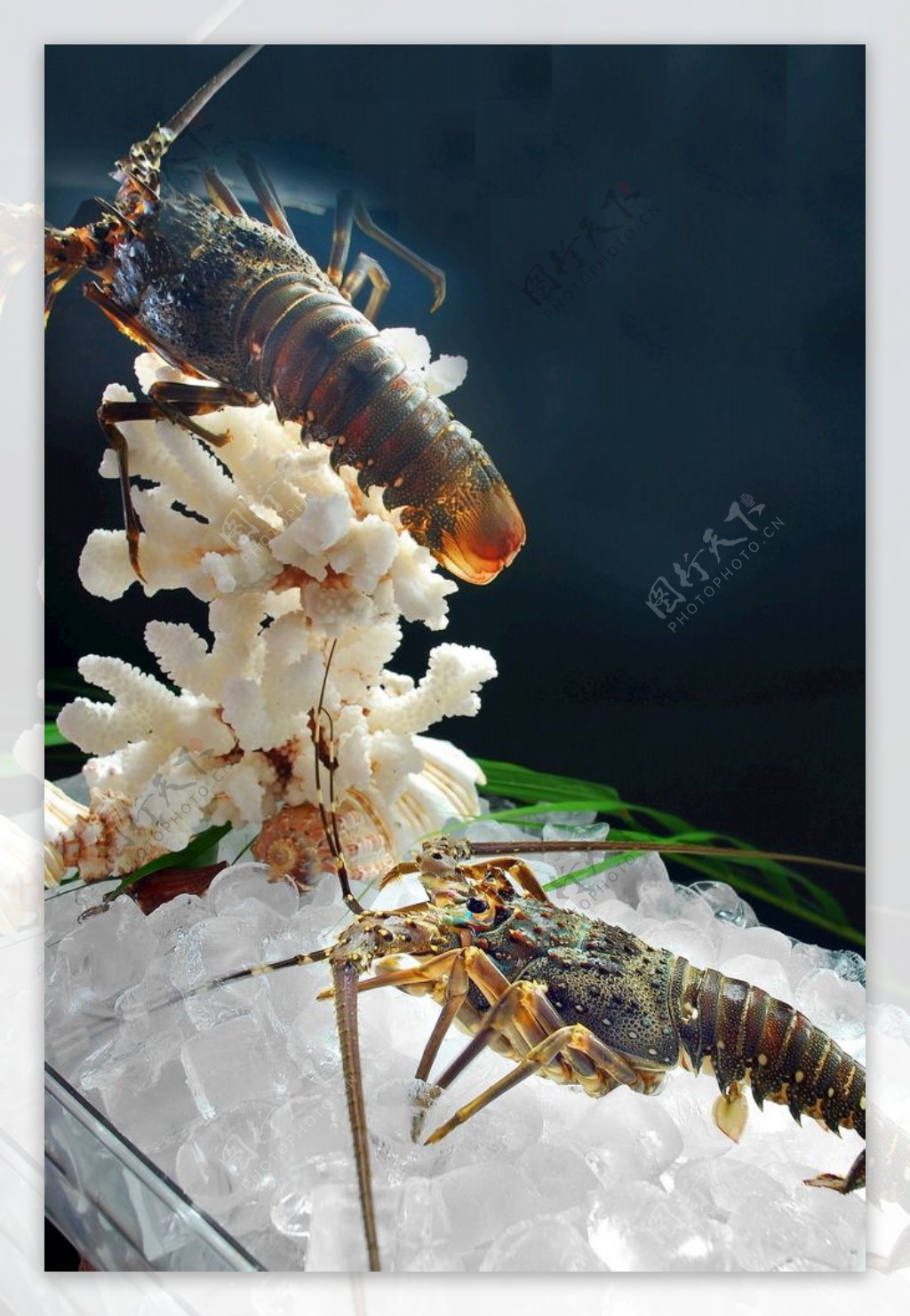 龙虾 海鲜 小龙虾 高清图片下载-正版图片500467765-摄图网