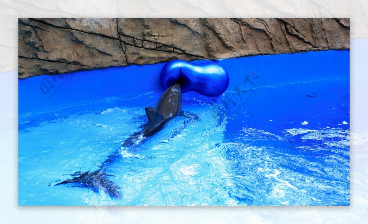 海豚顶健身球