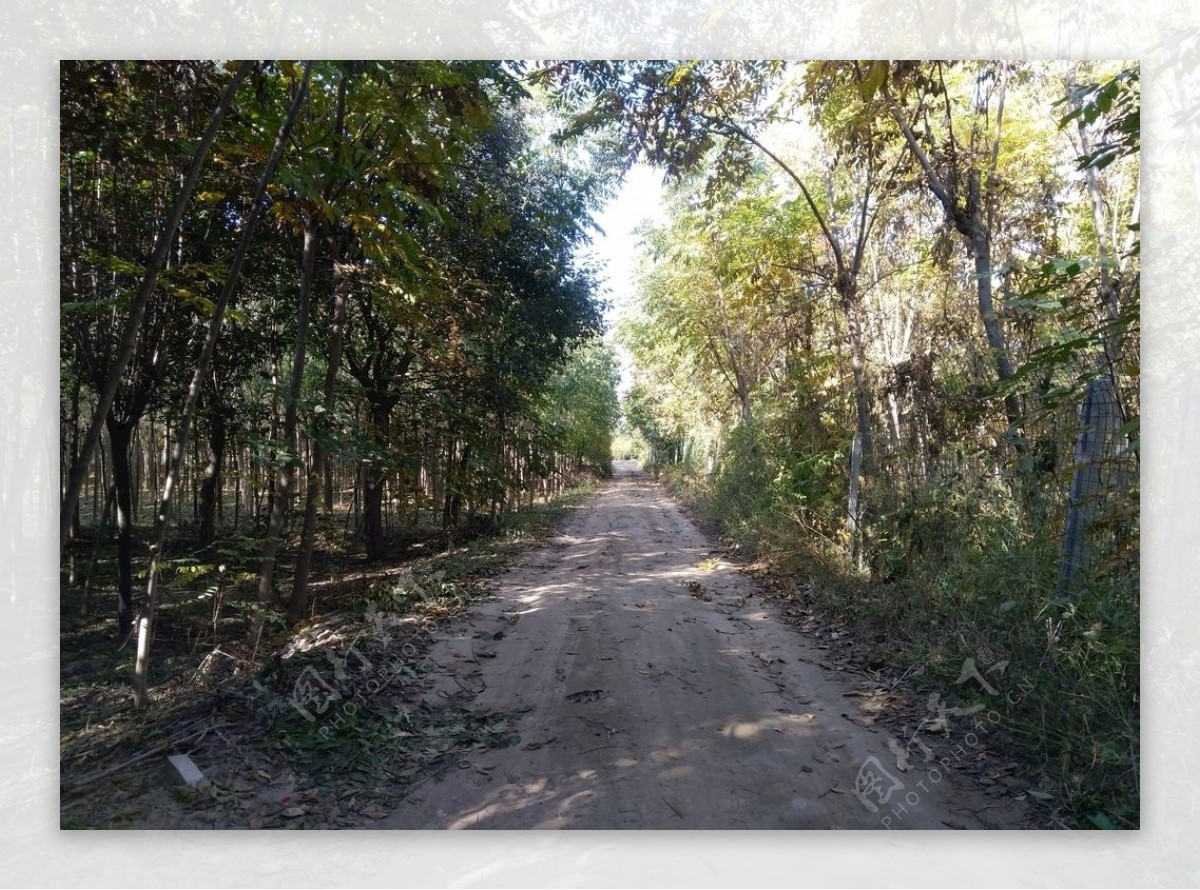 乡村道路风景