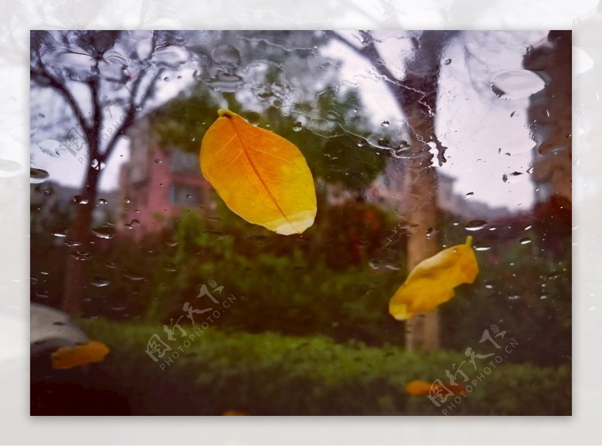 秋叶飘零雨打落叶