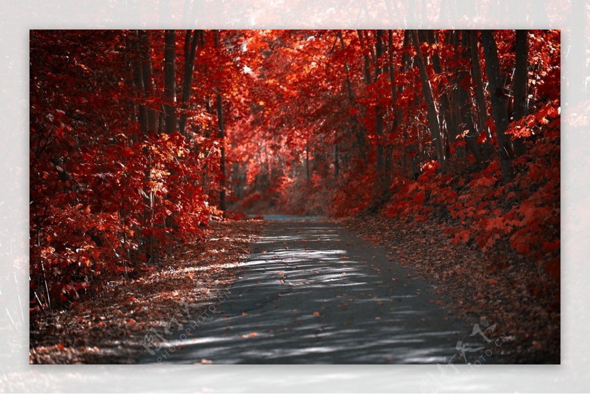 秋天的红叶树林