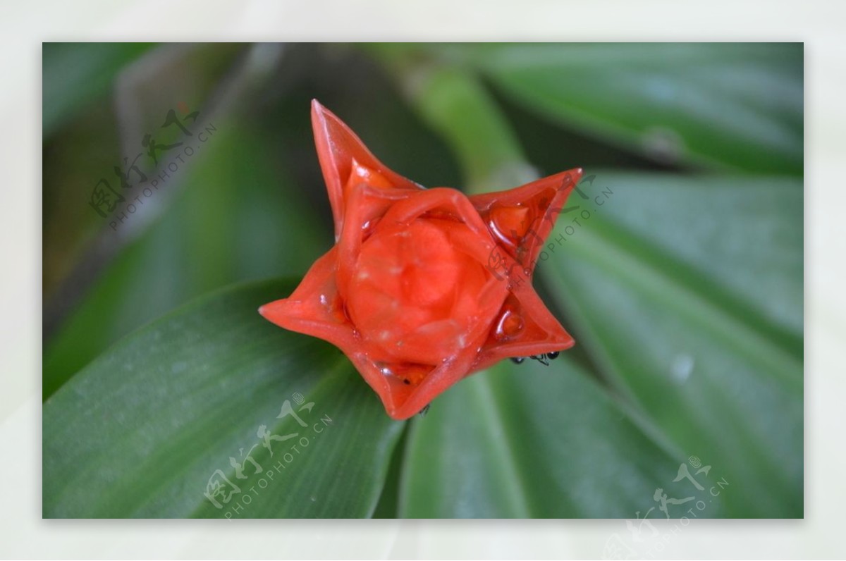 五角星一样的花朵