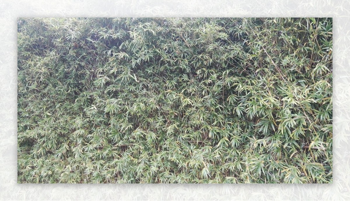 翠竹背景