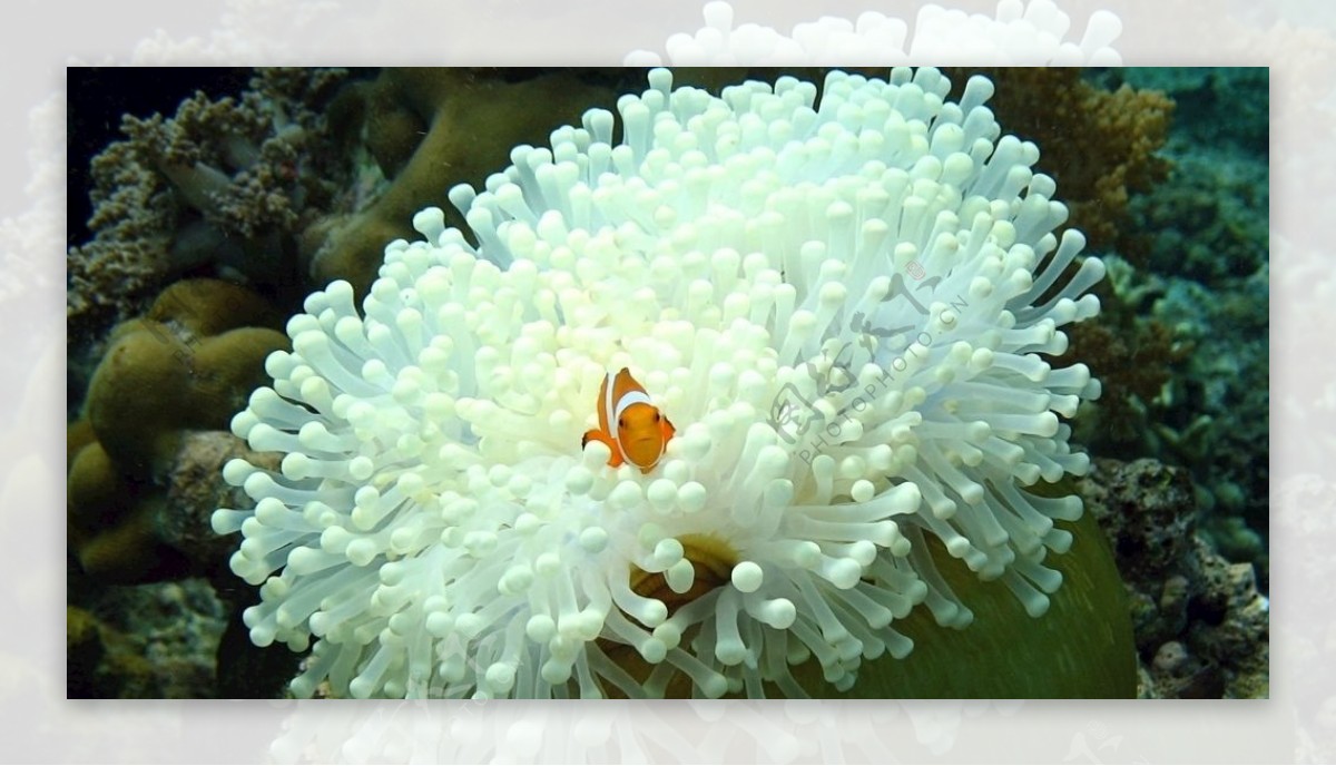 奶白色海葵小丑鱼