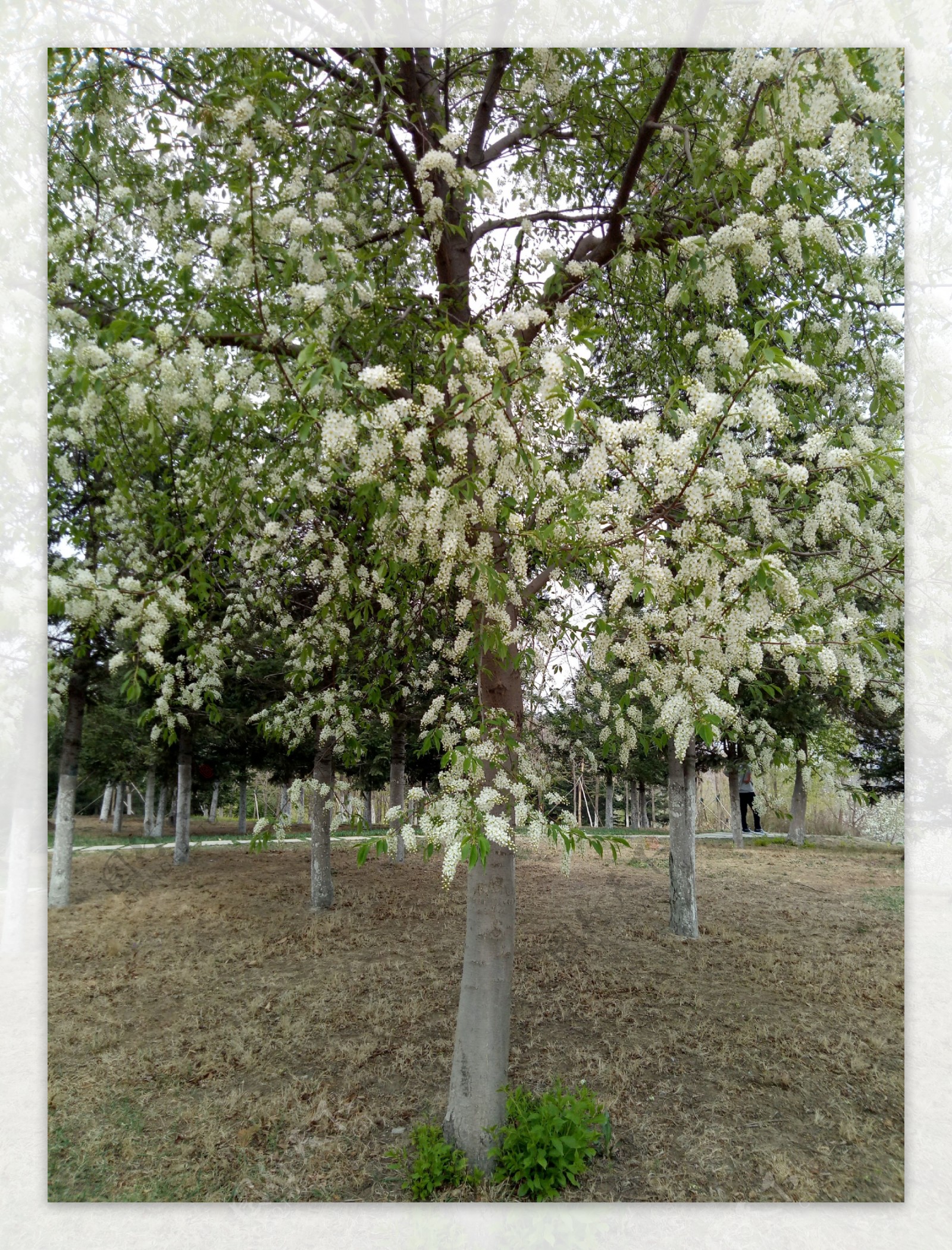 白树花