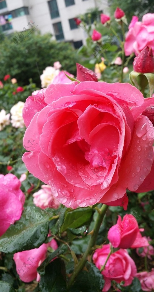 月季花下雨雨中的花红花