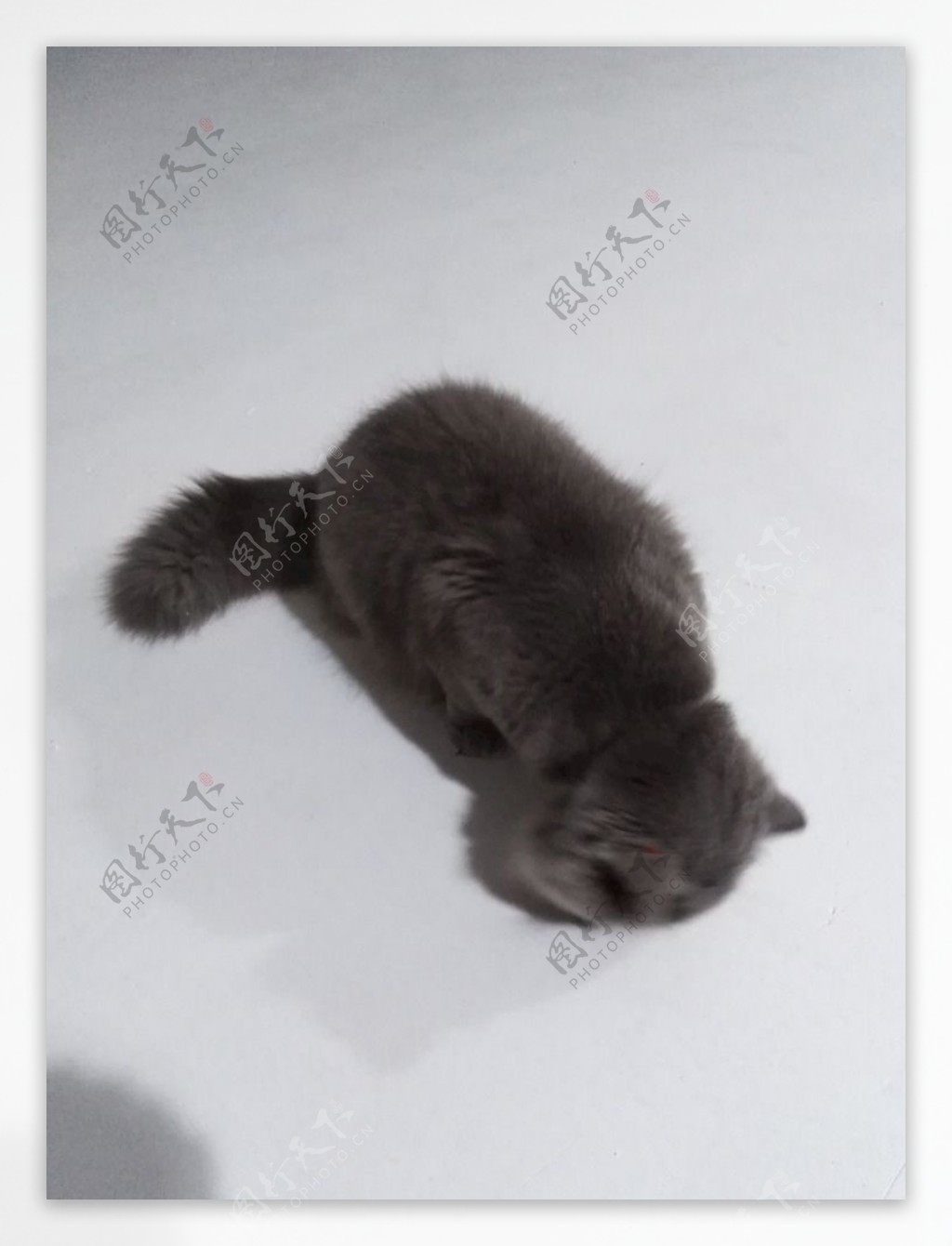 灰猫猫咪懒猫肥猫黑猫
