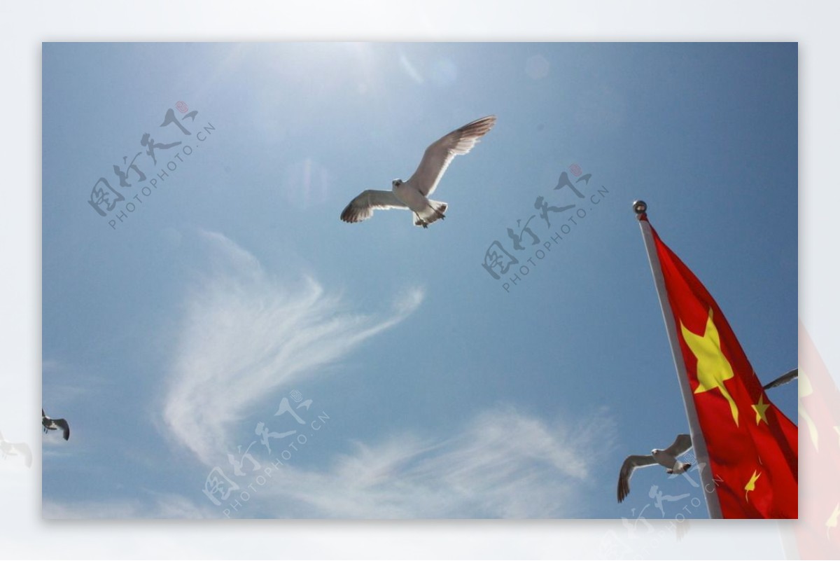 国旗和海鸥