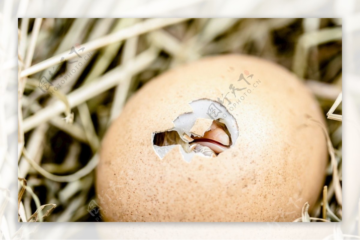 鸡蛋 破开的鸡蛋壳 艺术 可爱设计元素素材免费下载(图片编号:758407)-六图网