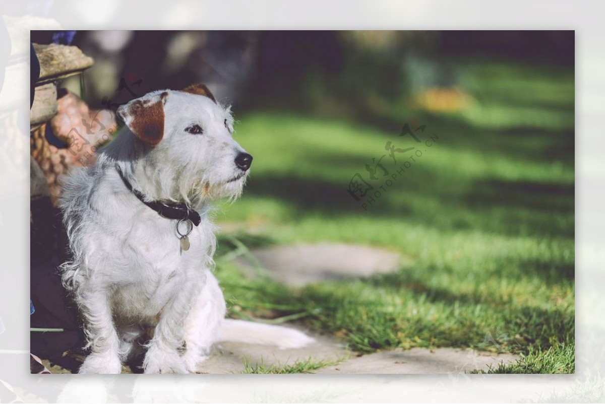 狗犬类宠物摄影