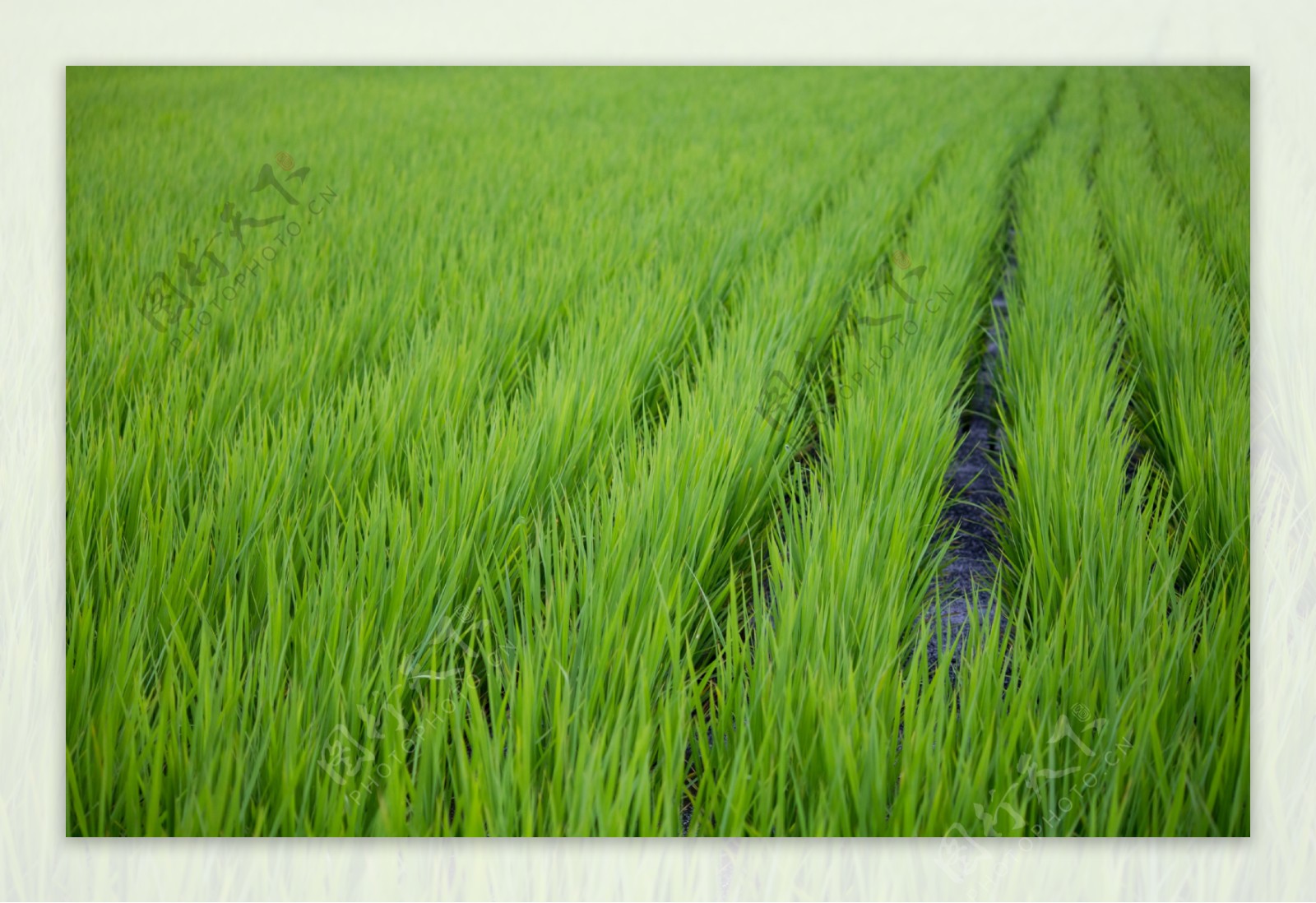 植物绿化田地水稻