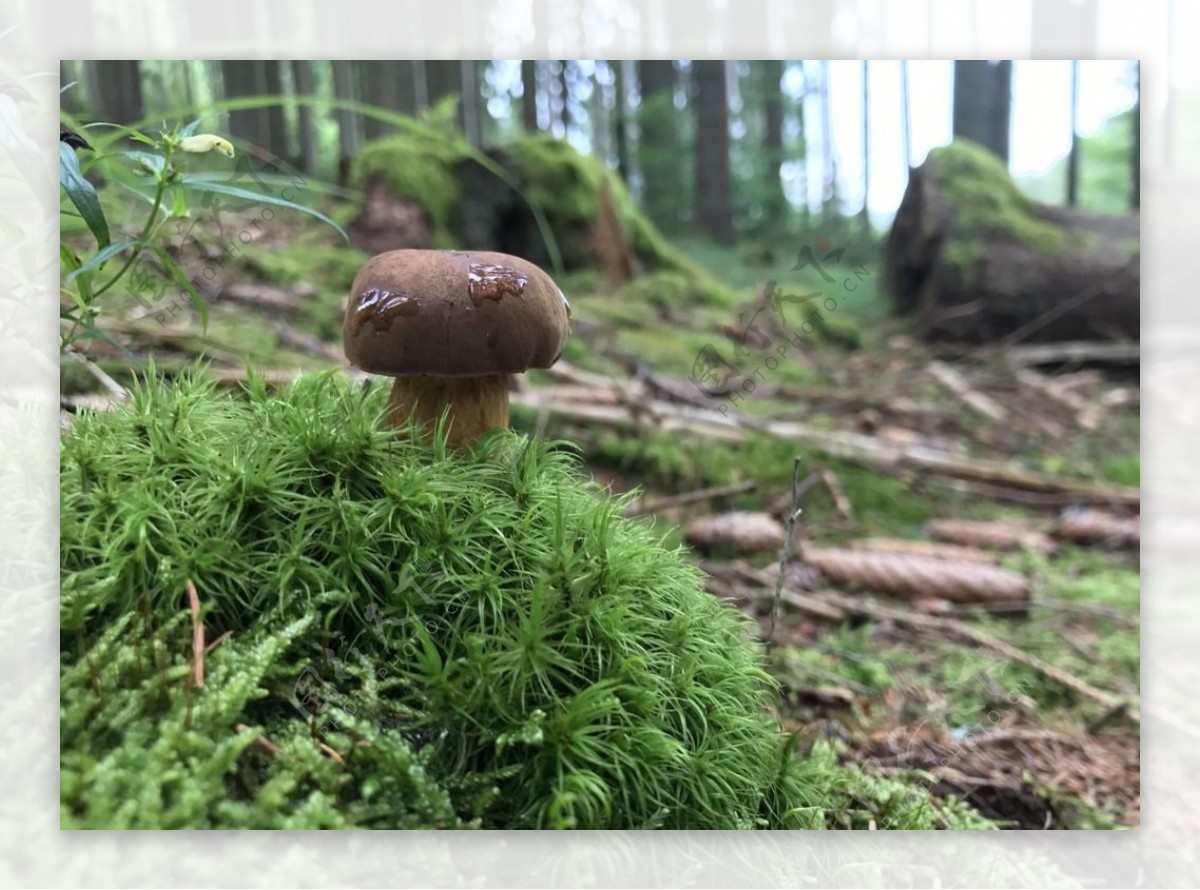 森林草地蘑菇