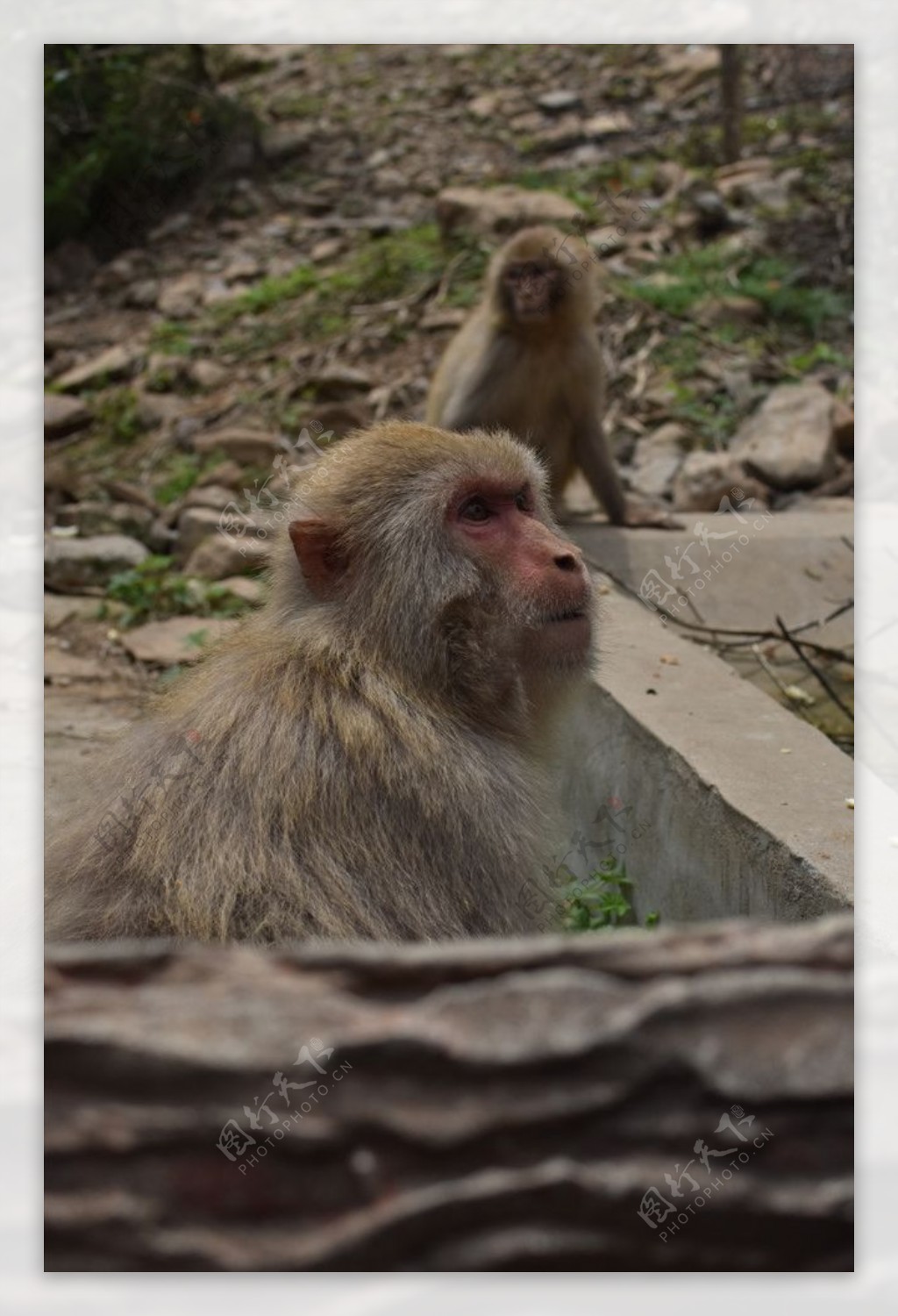 云台山猕猴王国的猕猴，都是母猴抱着小猴出来觅食