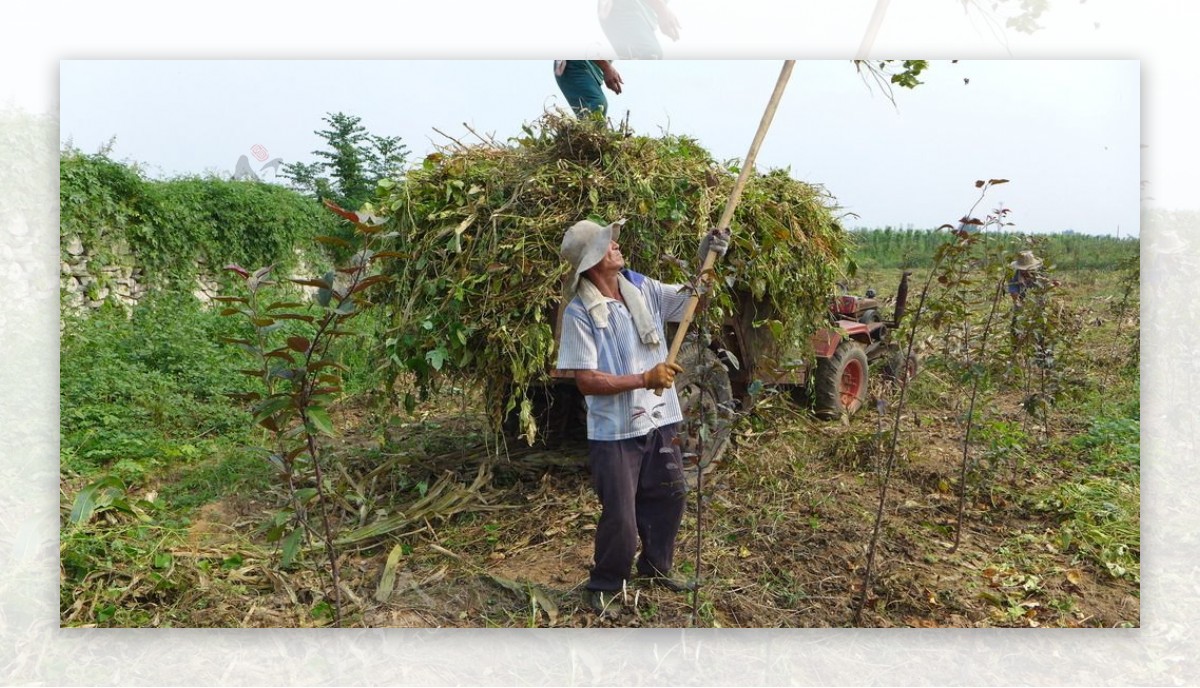 花生种植收获