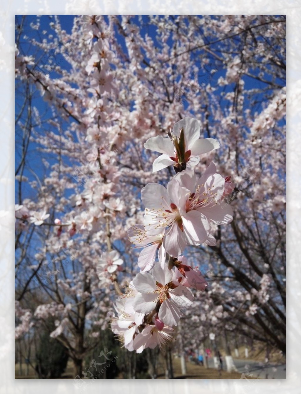 桃花