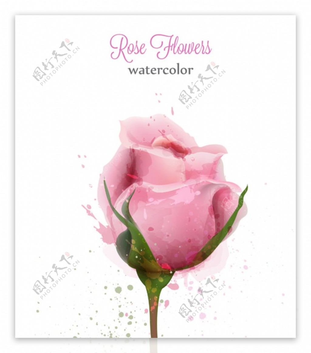水彩粉红玫瑰