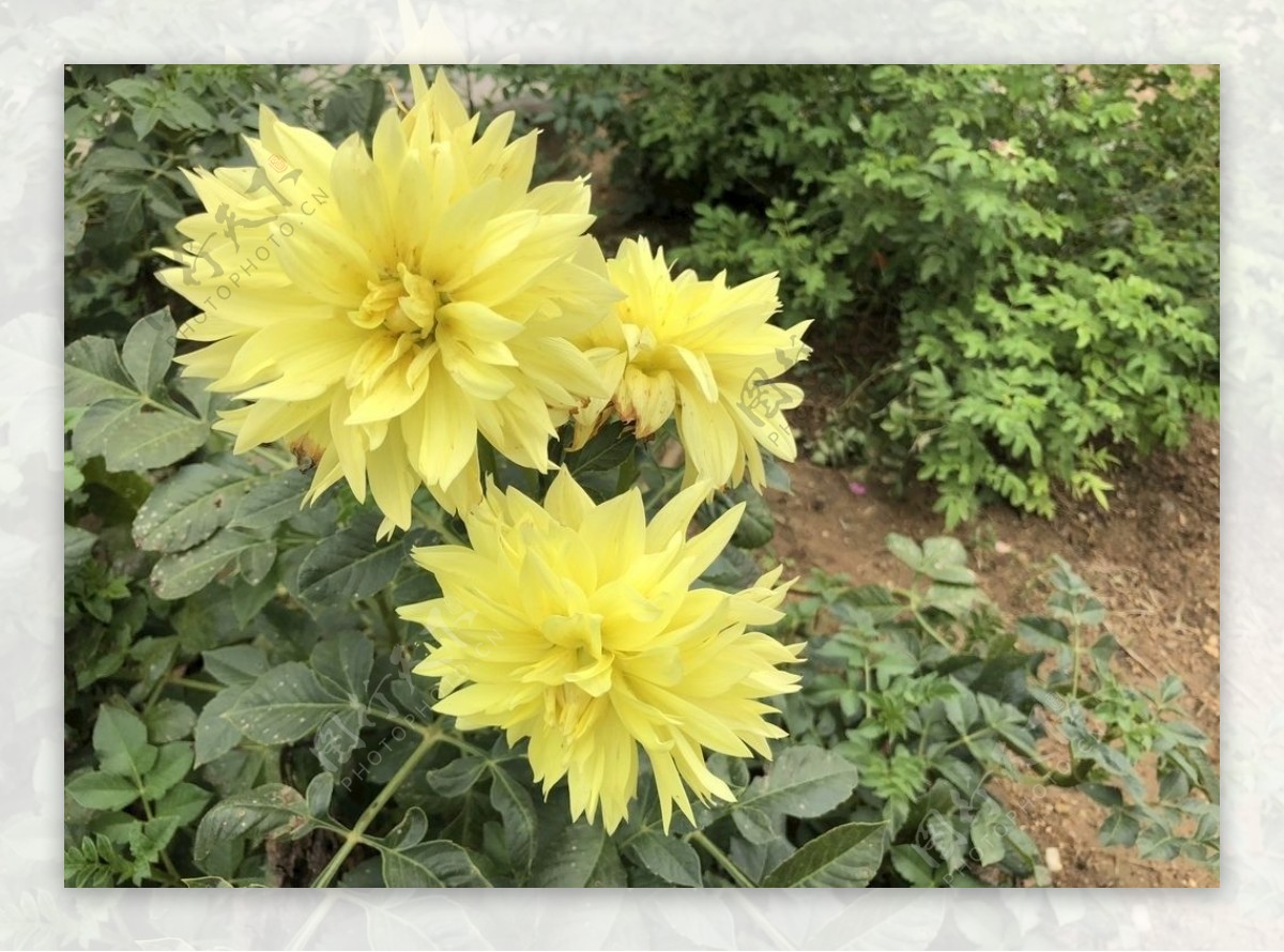 大丽花地瓜花