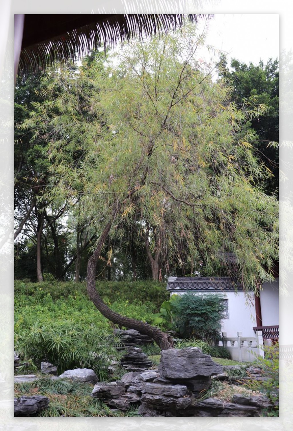 河边柳树