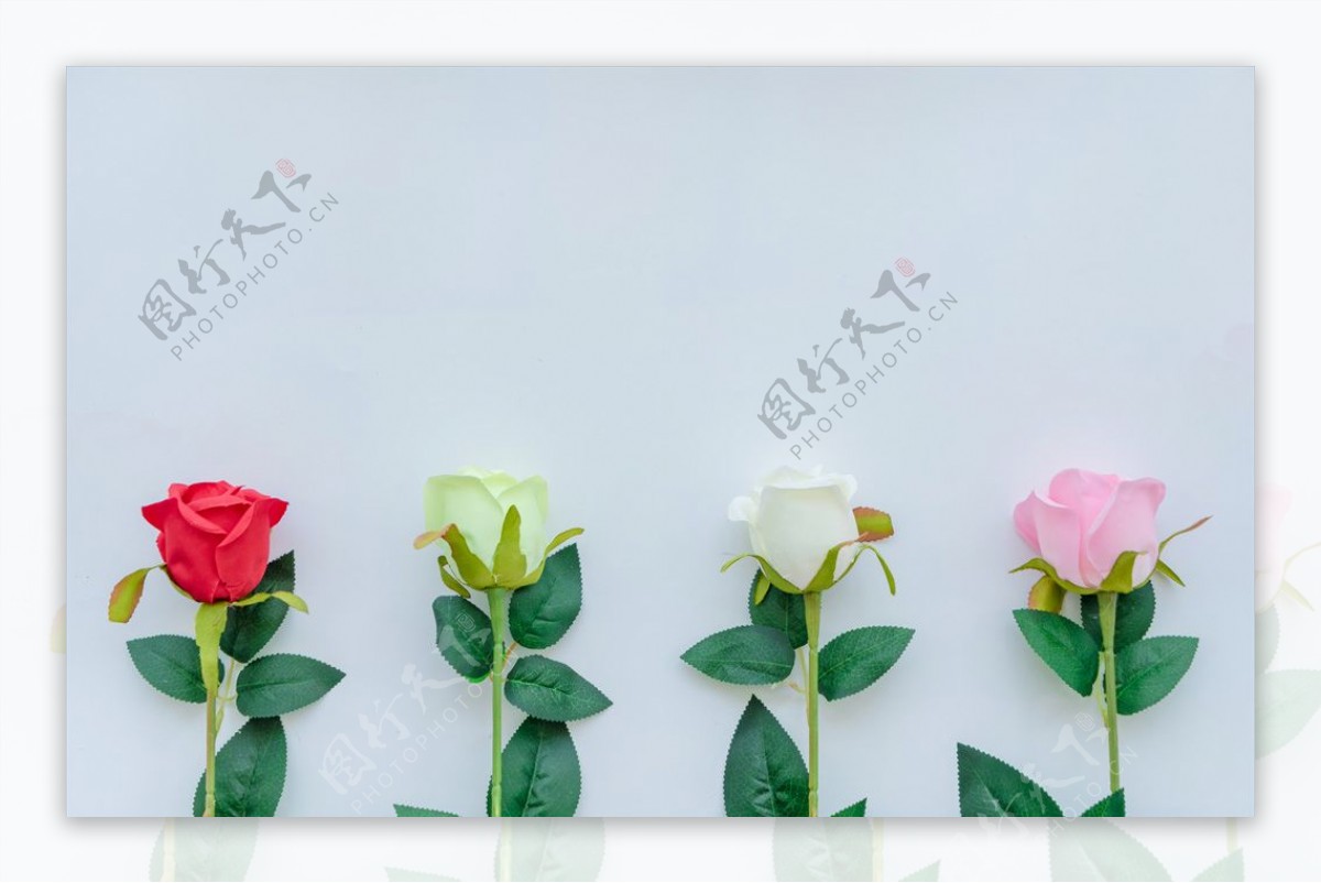 美丽的彩色玫瑰花