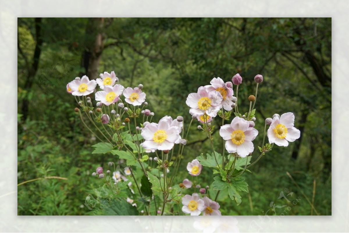 盛开的白色花朵