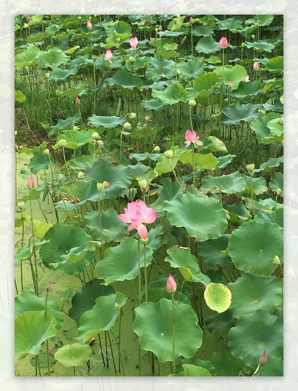 乡村的夏天池塘