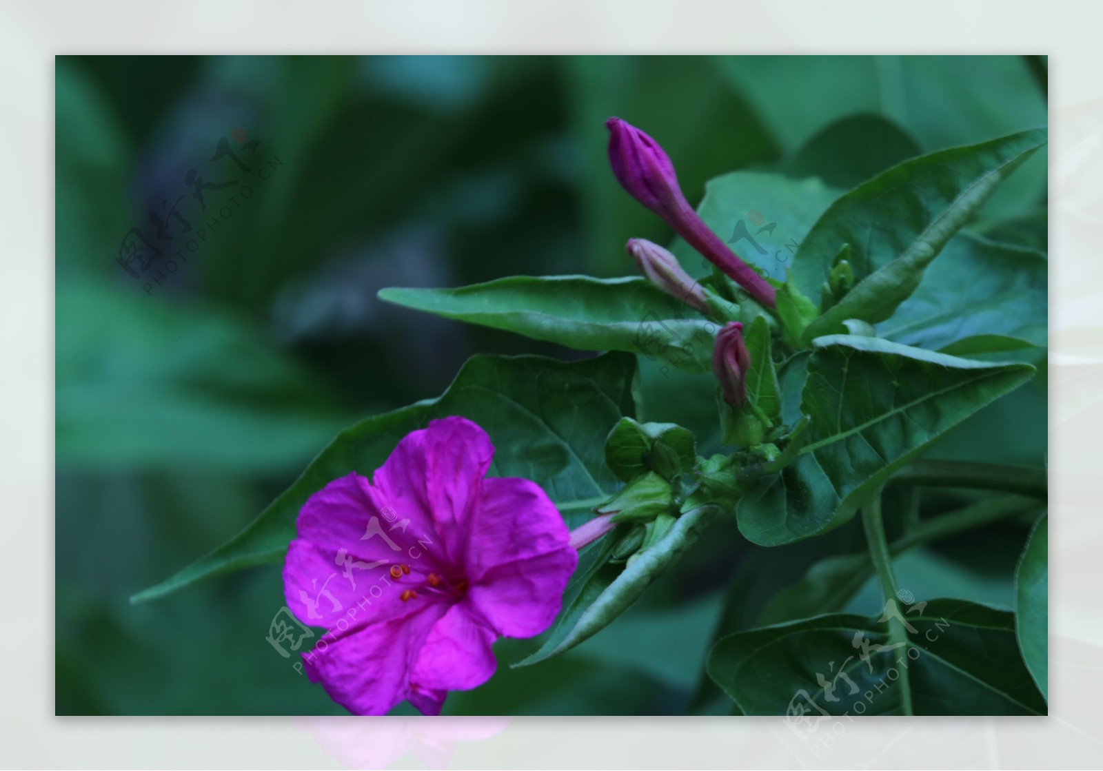 紫茉莉怎么种,紫茉莉形态特征,紫茉莉花语, 紫茉莉名字的由来_齐家网