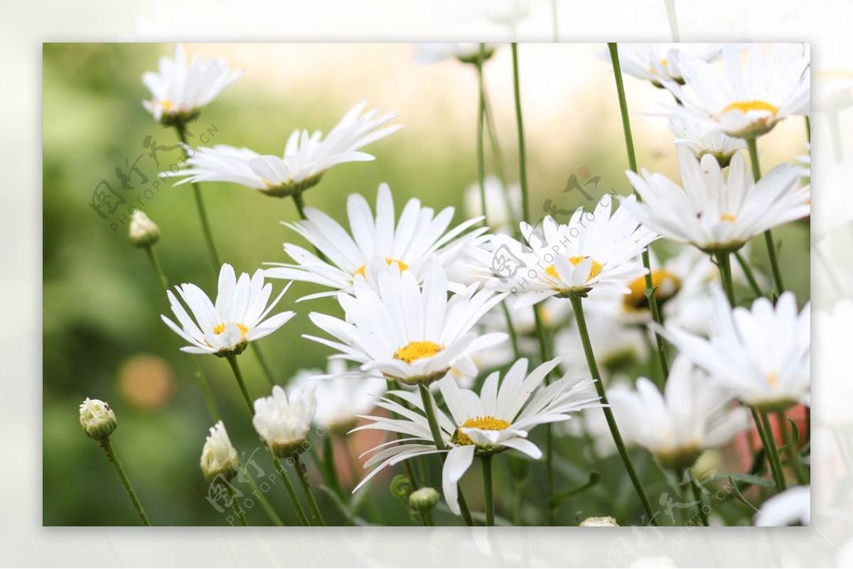 春天里绽放的白色花丛