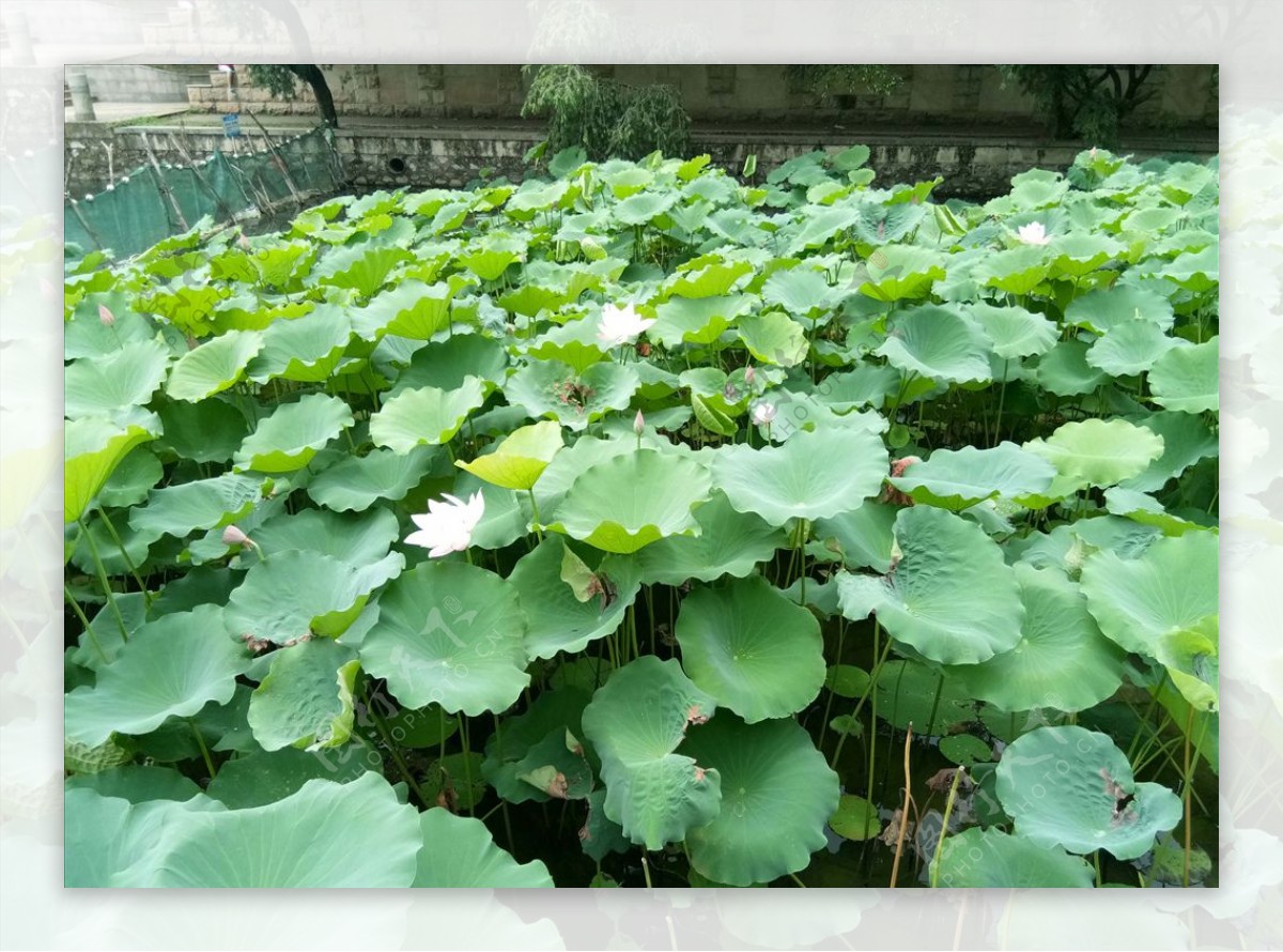 荷花池