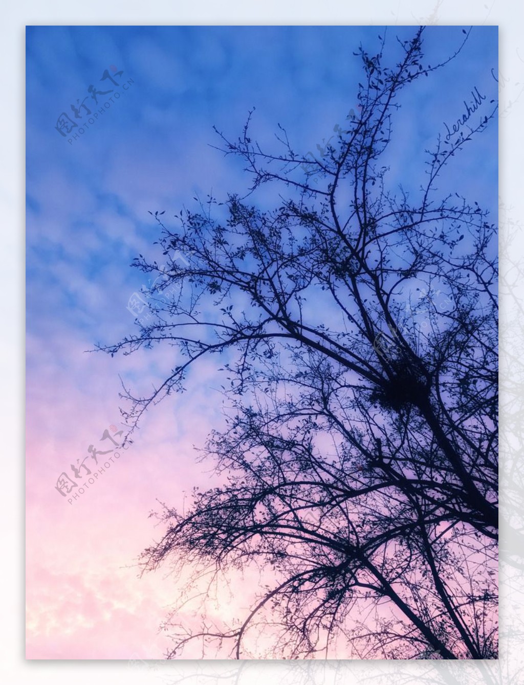 蓝紫色天空下的树影