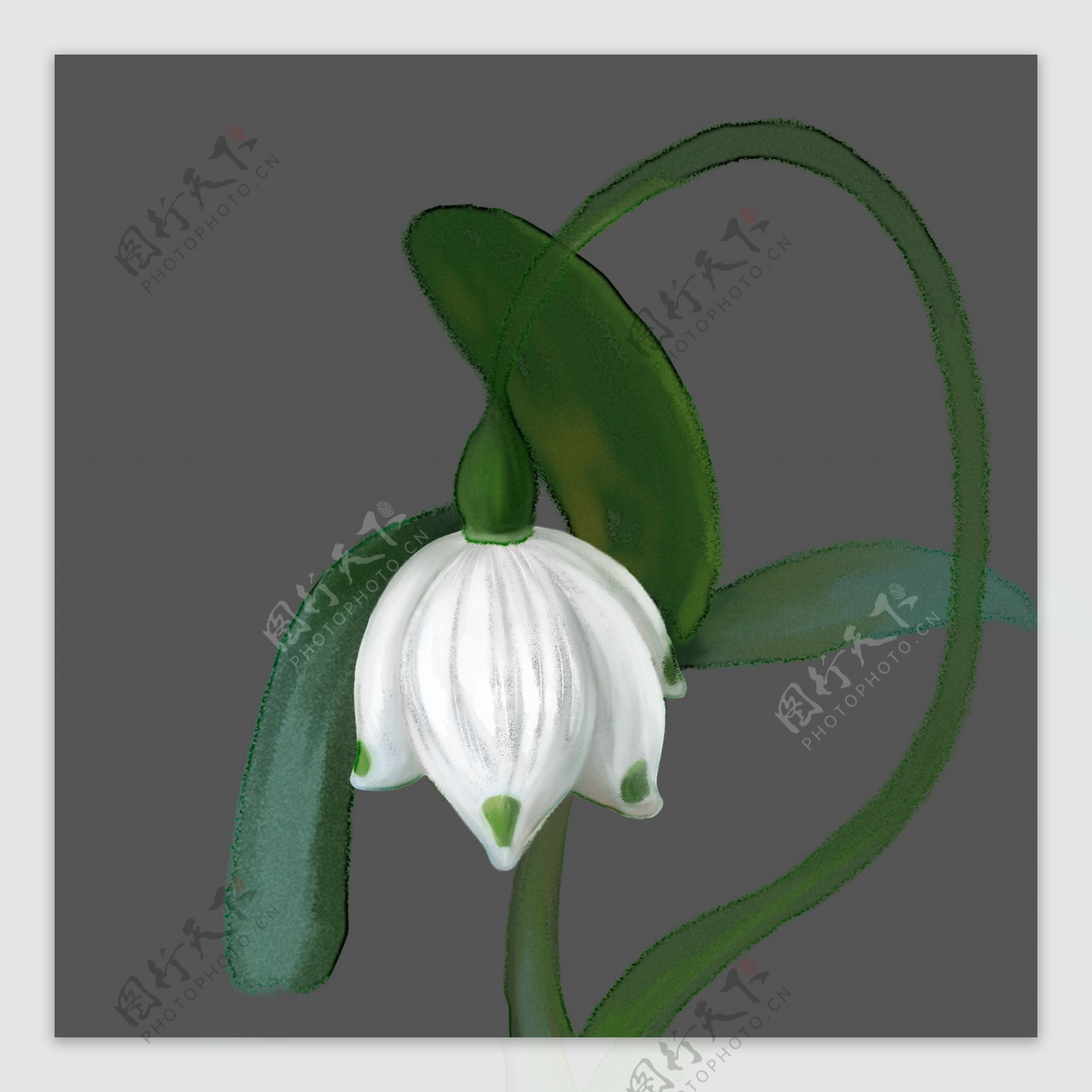 灯笼花手绘水彩可商用原创绿色植物花卉兰花