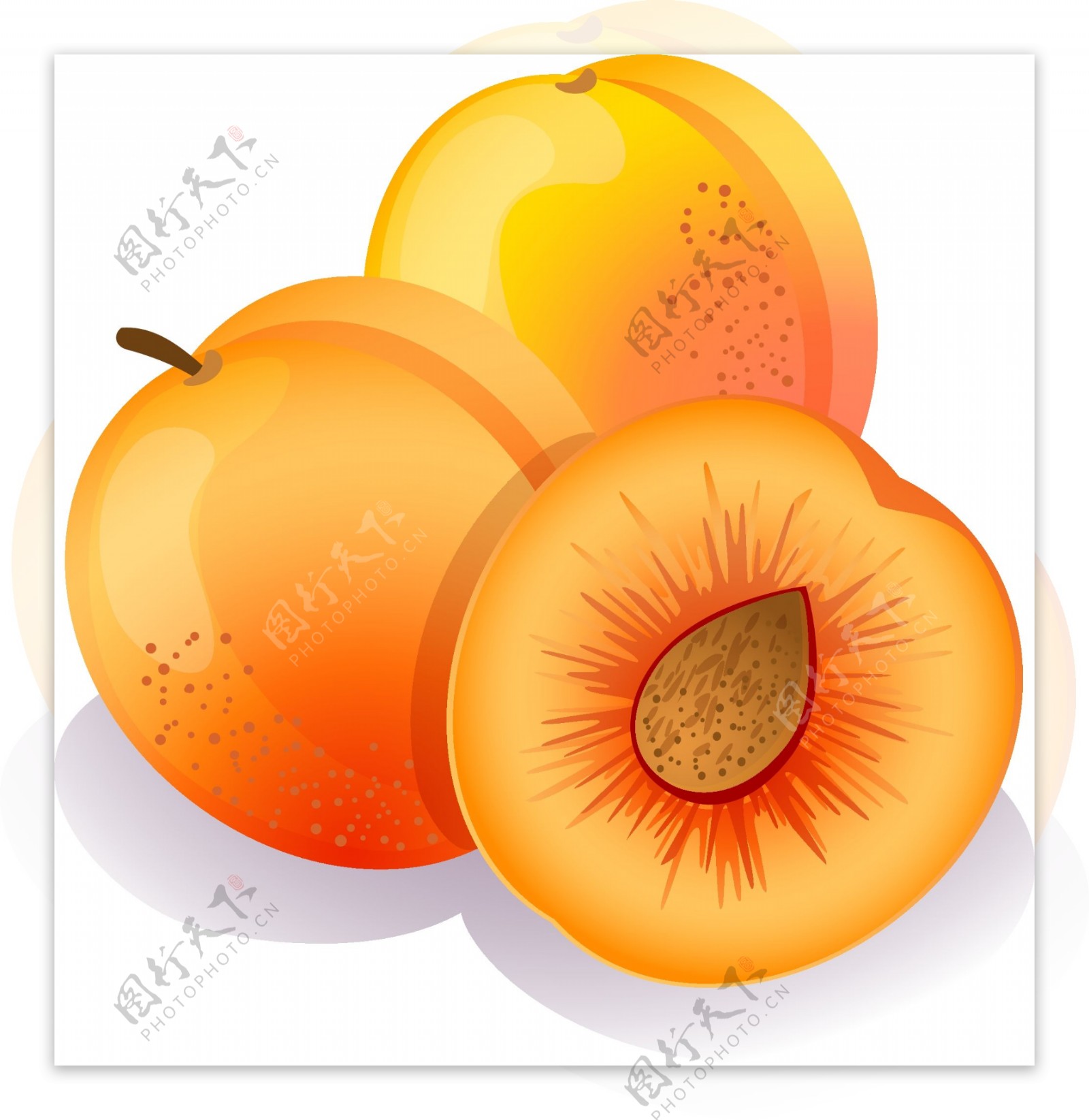 新鲜应季水果杏子矢量图
