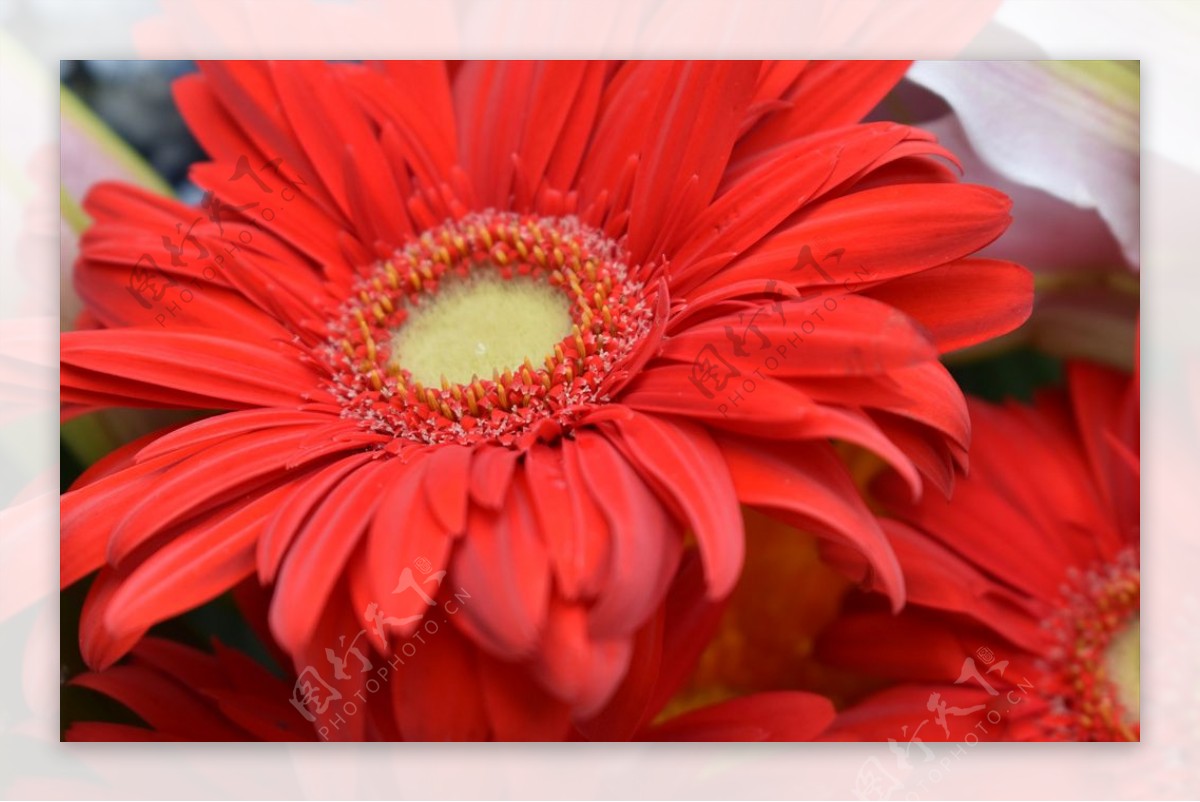 非洲菊 花 橙色的 - Pixabay上的免费照片 - Pixabay