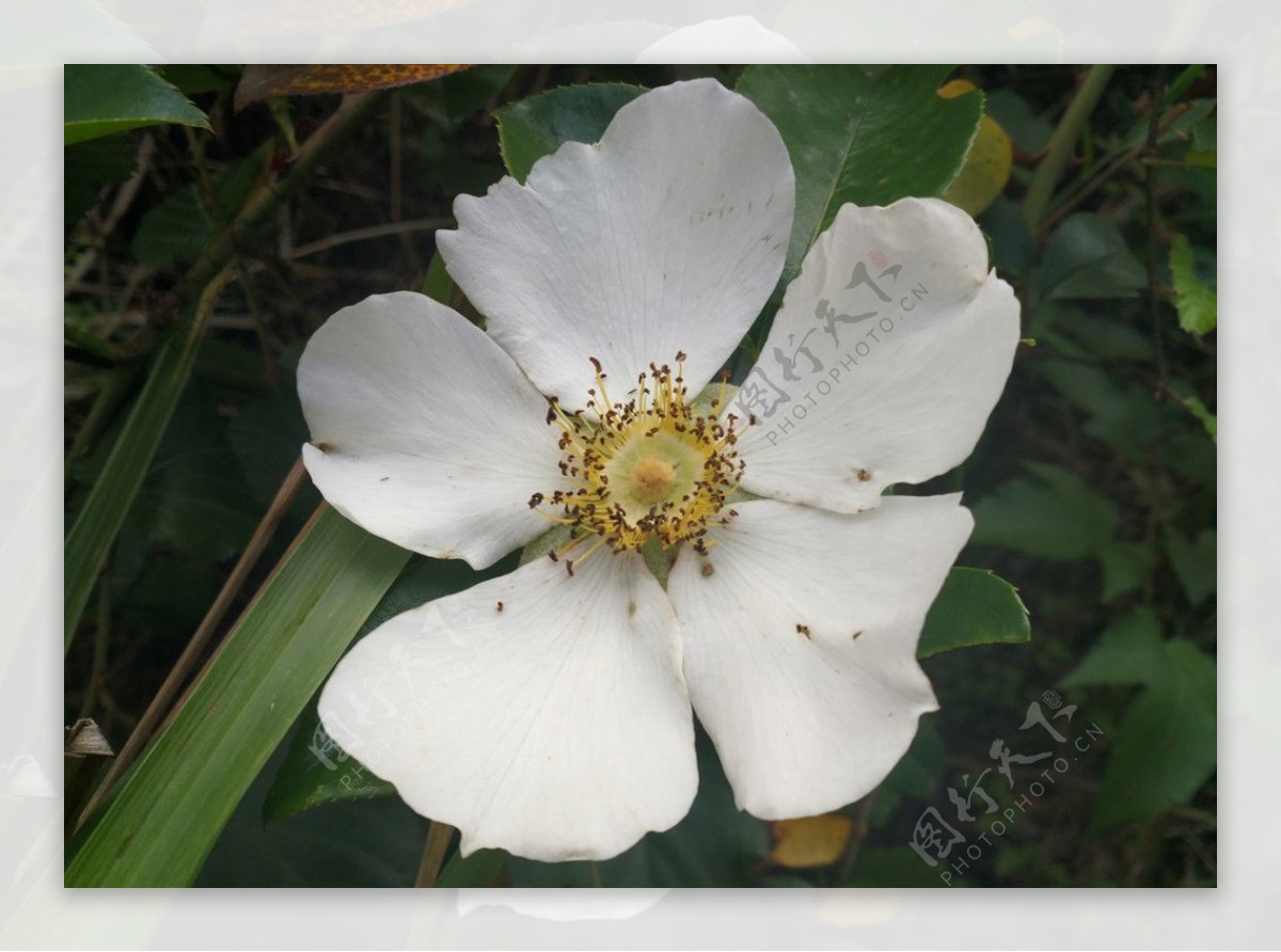 山间金樱子花